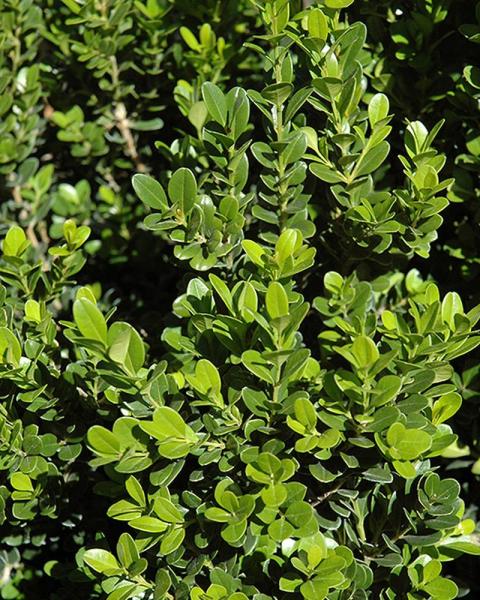 Boxwood Baby Gem 2 Gallon