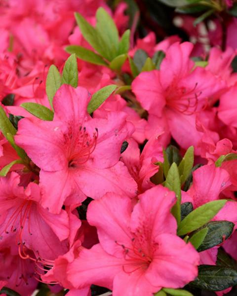Azalea Girard's Rose 3 Gallon