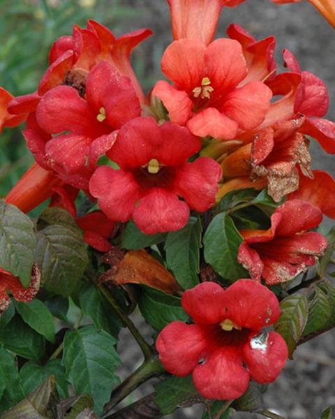 Trumpet Vine Summer Jazz(r) Jazz