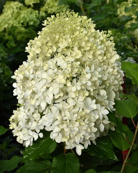 Hydrangea Puffer Fish® 3 Gallon