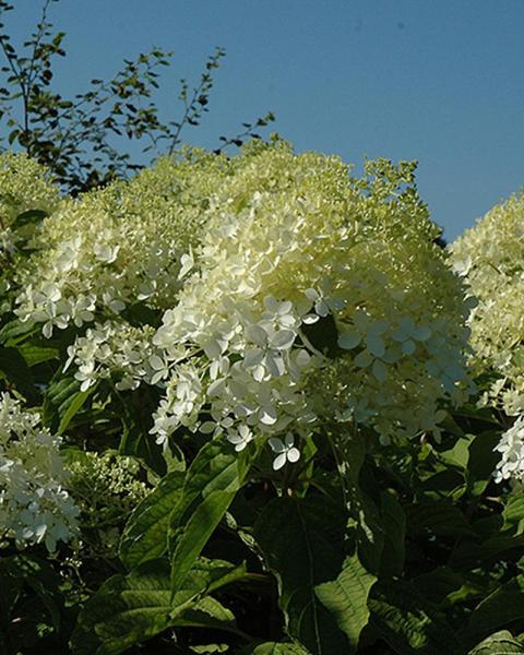 Hydrangea Tree Phantom 7 Gallon