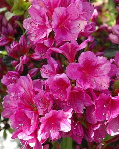 Azalea Girard's Purple 6 Gallon