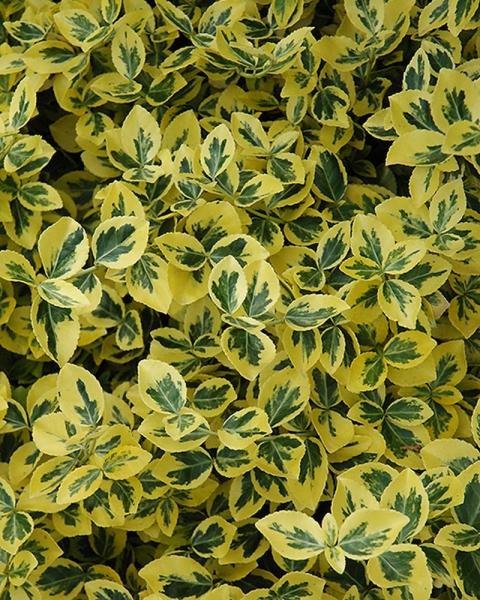Euonymus Emerald 'n Gold 3 Gallon