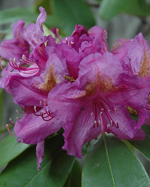 Rhododendron Lee's Dark Purple 3 Gallon