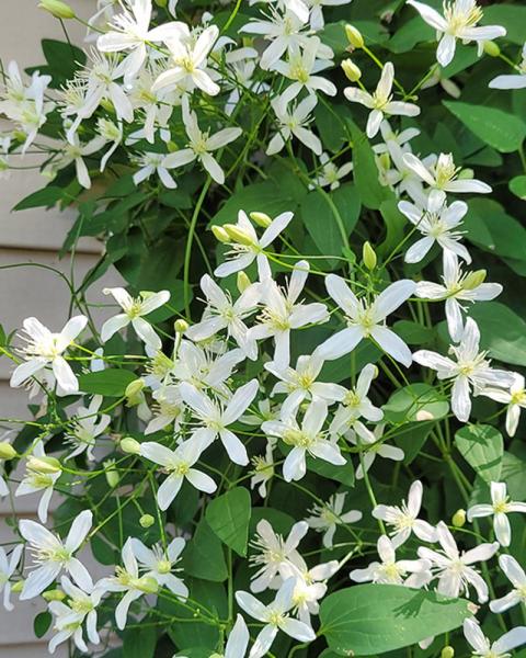Clematis Sweet Autumn #19 Cm