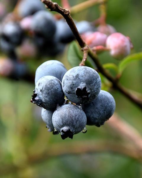 Blueberry Chandler 7.5" Pot