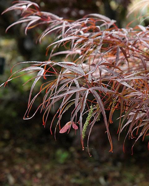 Maple Japanese Hubb's Red Willow 5 Gallon