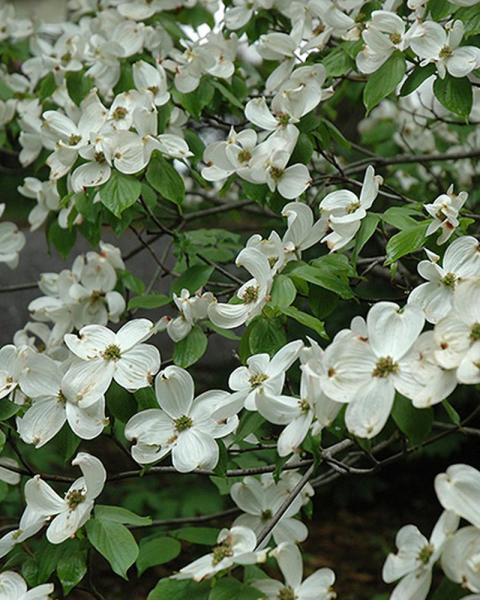 Flowering Dogwood Cherokee Princess