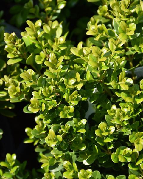 Boxwood Little Missy 2 Gallon
