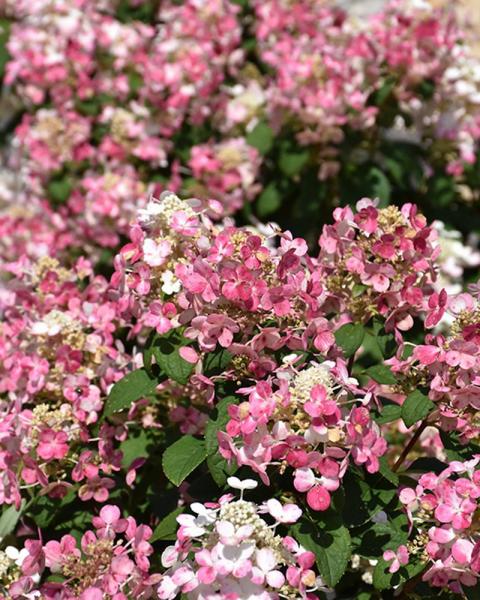 Hydrangea Little Quick Fire® 2 Gallon