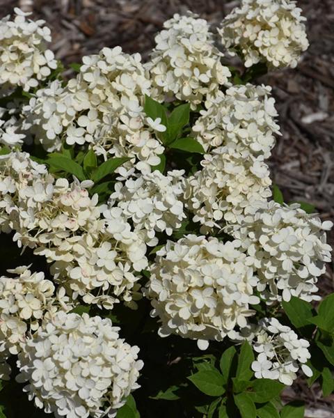 Hydrangea Tiny Quick Fire® 2 Gallon