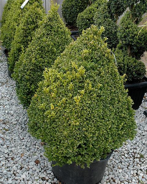Boxwood Green Mountain Pyramid 6 Gallon