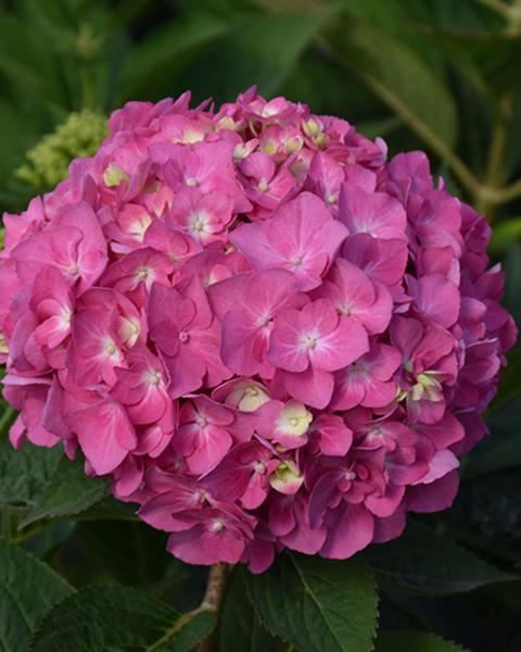 Hydrangea Let's Dance Arriba!® 2 Gallon