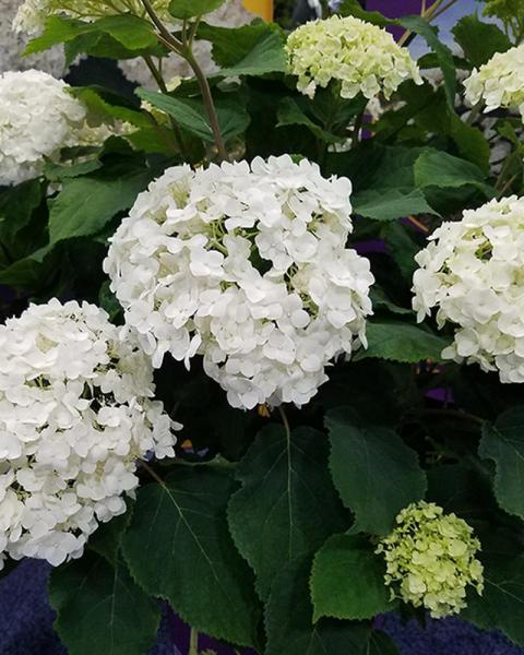 Hydrangea Flowerfull® 3 Gallon