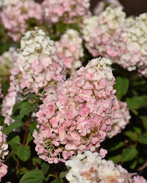 Hydrangea Strawberry Sunday® 3 Gallon