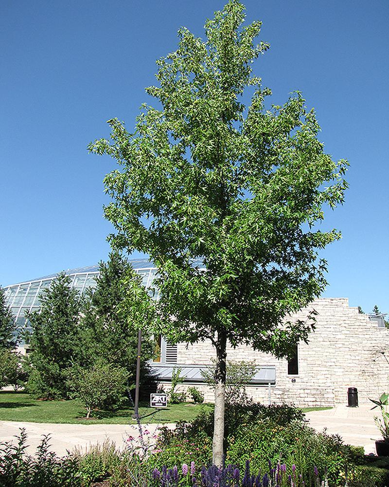 Sweet Gum 10 Gallon