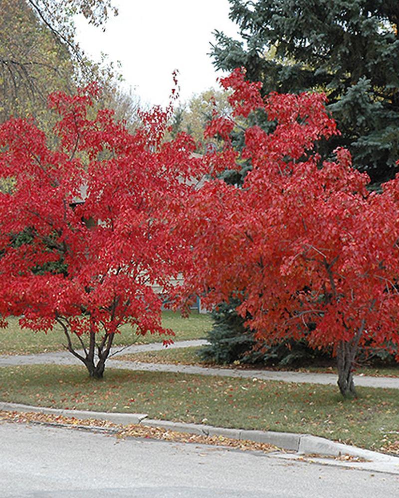 Maple Flame