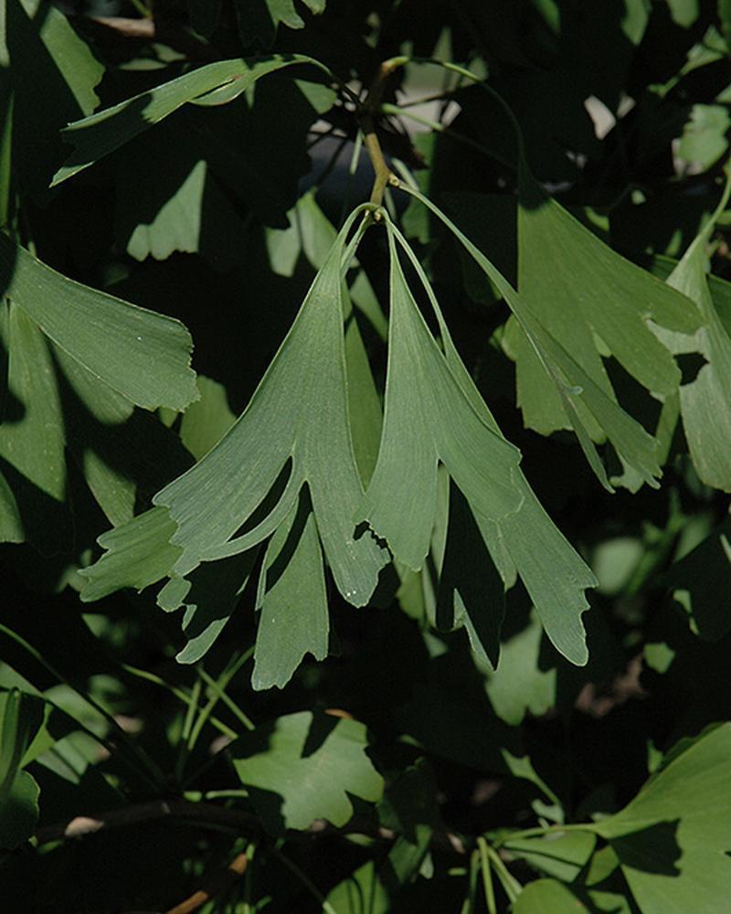 Ginkgo Saratoga 10 Gallon
