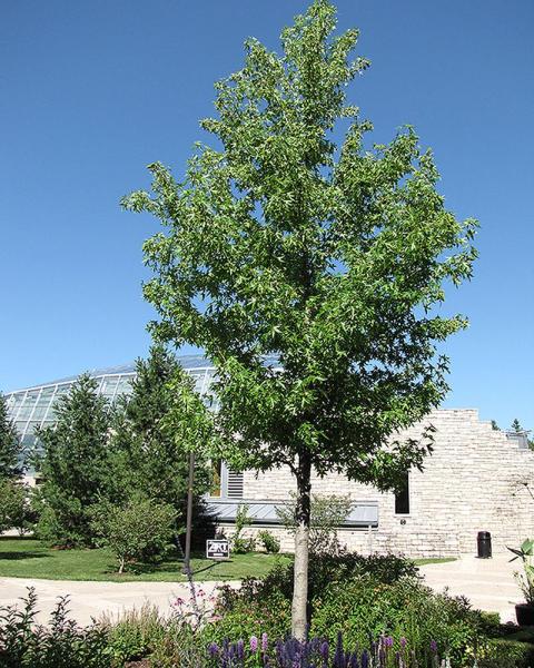 Sweet Gum 10 Gallon