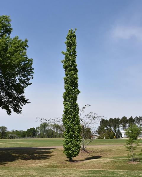 Sweet Gum Slender Silhouette 10 Gallon