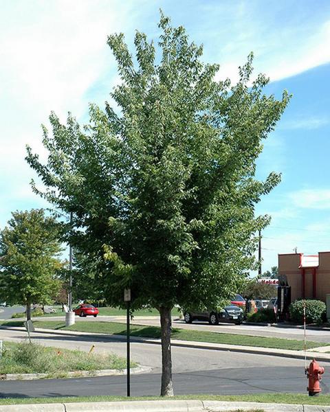 Common Hackberry