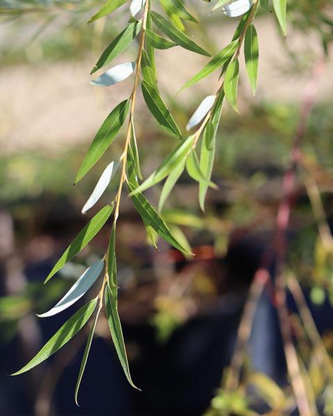 Willow Weeping Golden 10 Gallon