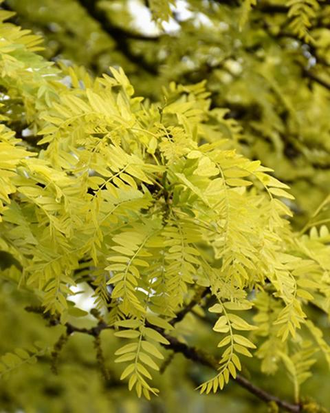 Honeylocust Sunburst
