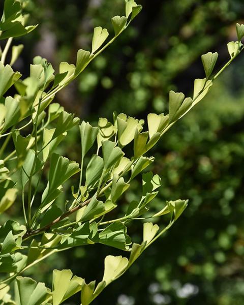 Ginkgo Goldspire®