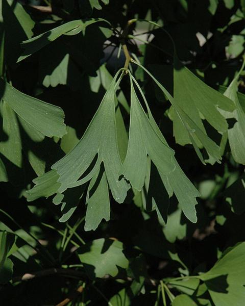 Ginkgo Saratoga 10 Gallon