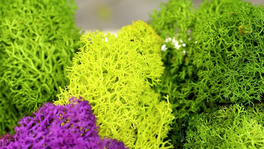Decorative Moss & Soil Toppers