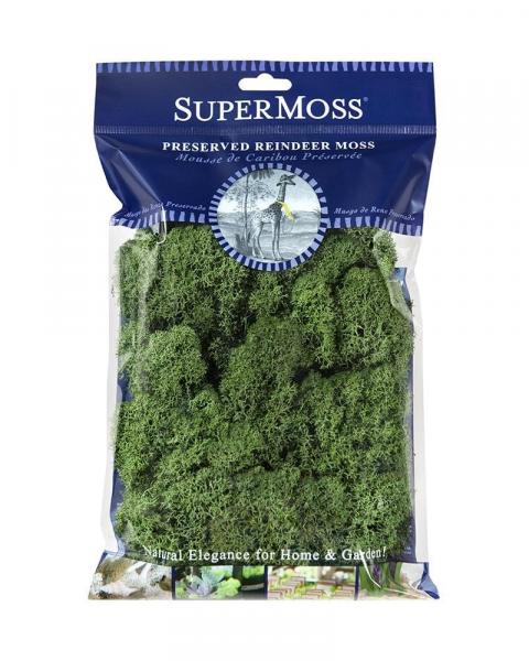 Reindeer Moss 2oz. Basil