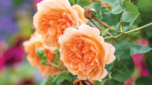 Roses