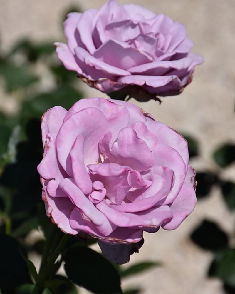 Rose Blue Girl