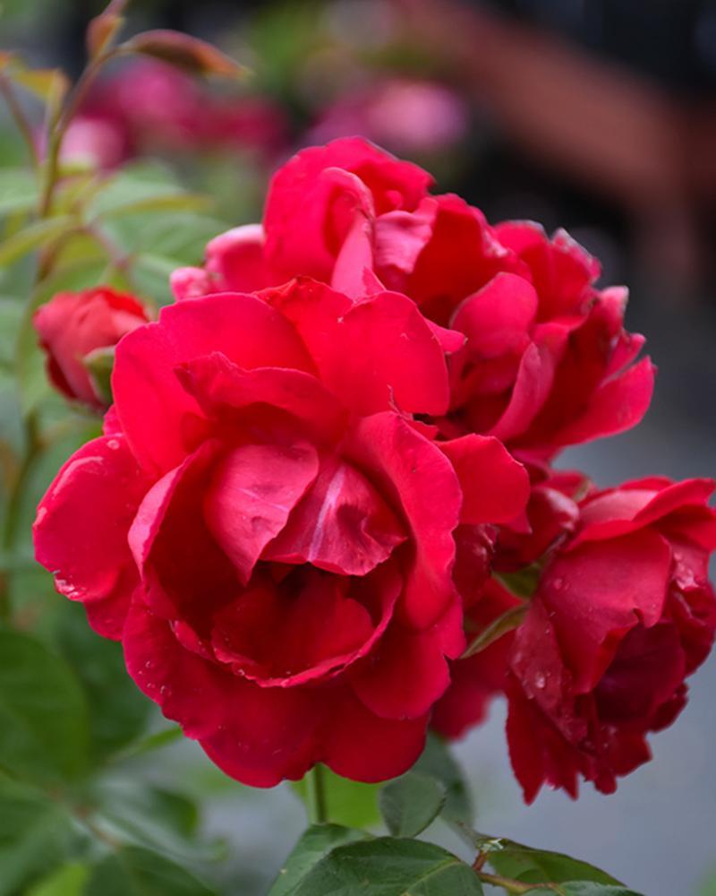 Rose Blaze