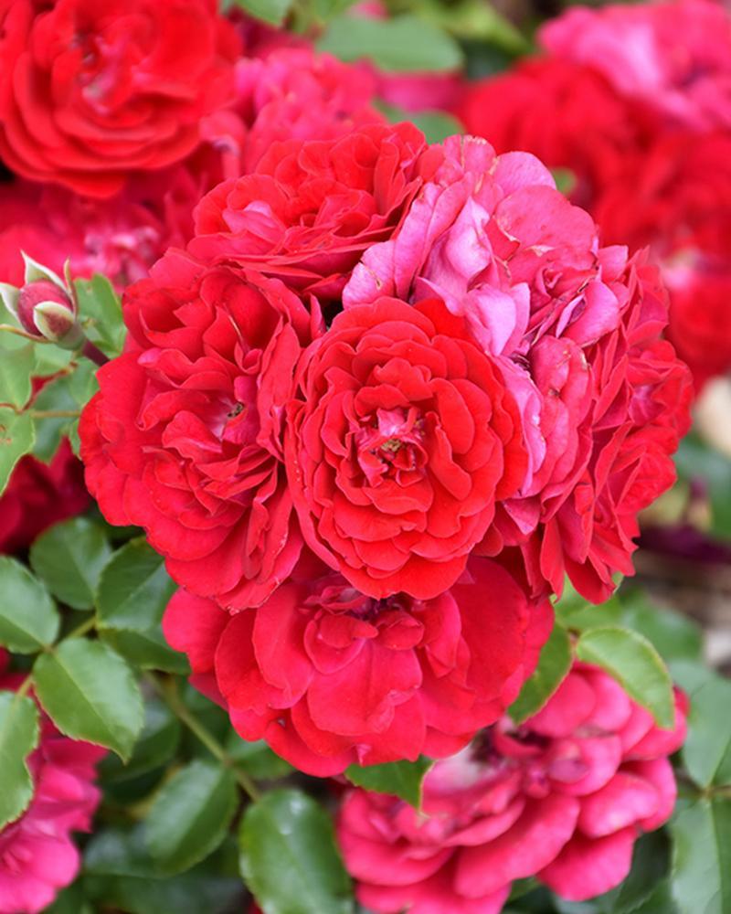 Rose Paint The Town