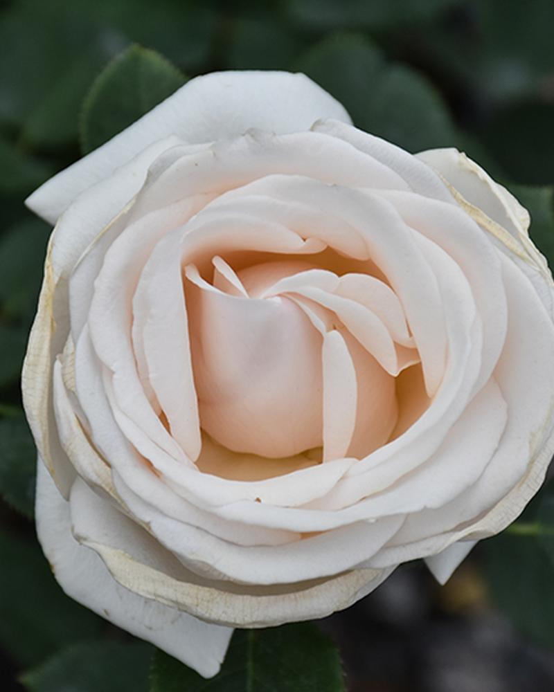 Rose Easy Spirit