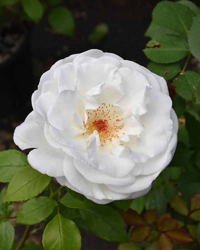 Rose Sugar Moon