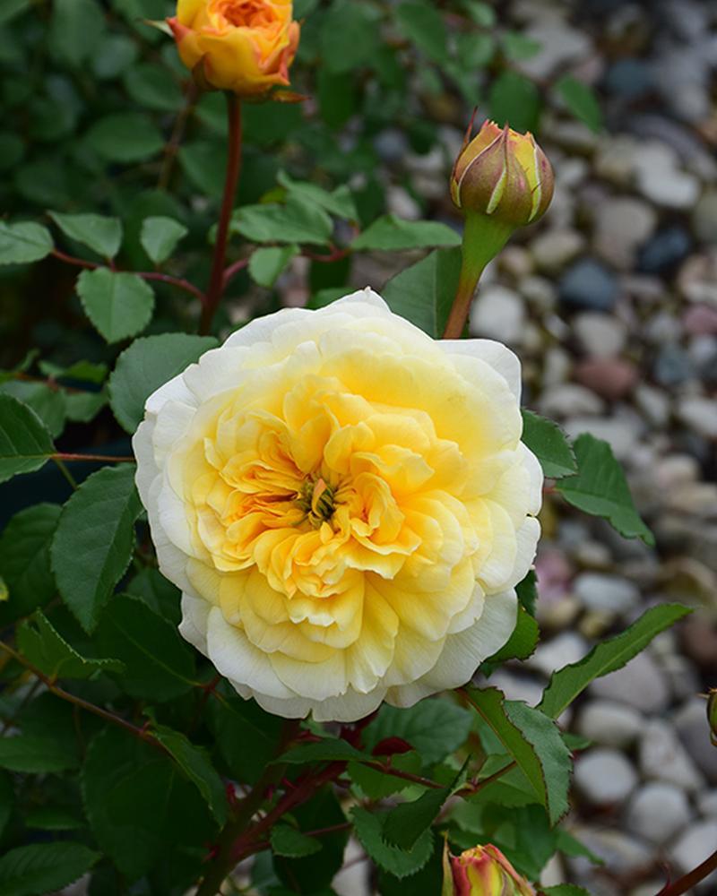 Rose The Poet's Wife