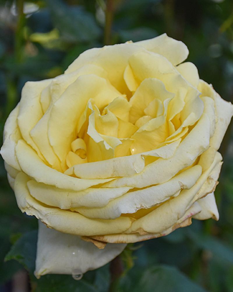 Rose Sunny Delight