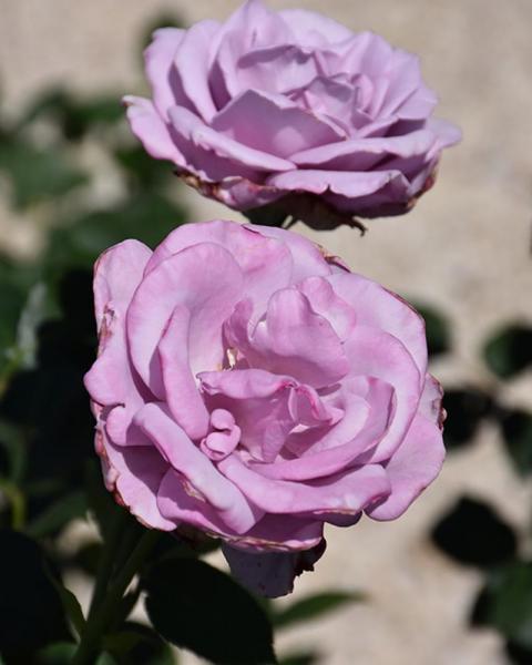 Rose Blue Girl