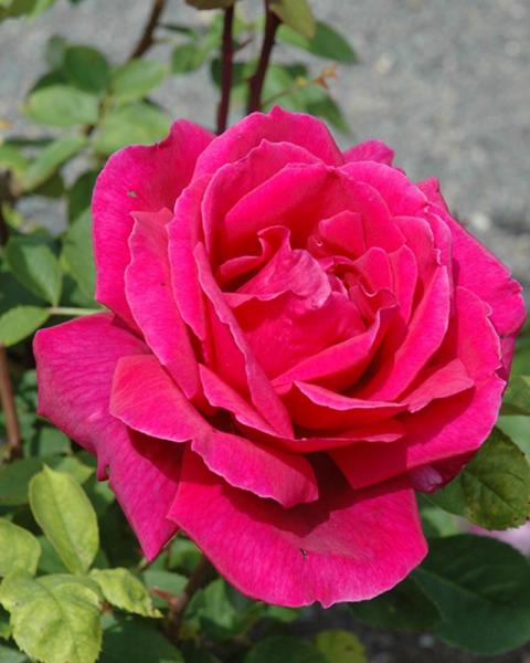 Rose Chrysler Imperial