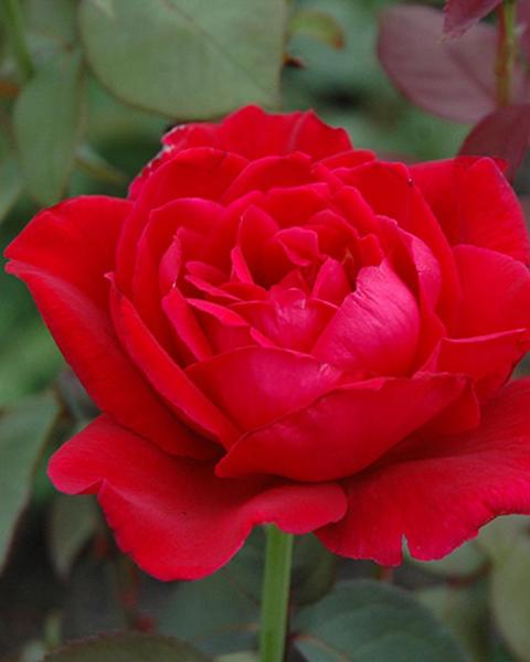 Rose Mister Lincoln