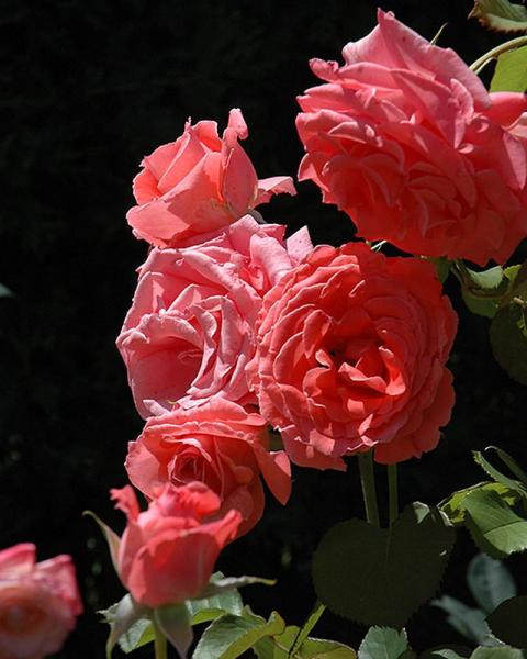Rose America
