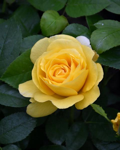 Rose Happy Go Lucky