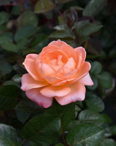 Rose Jump For Joy