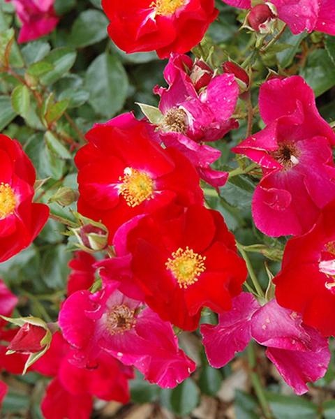 Rose Flower Carpet® Red