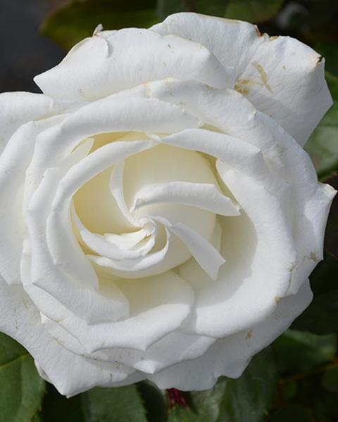 Rose Pope John II