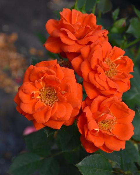 Rose Miniature All a'Twitter