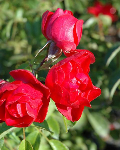 Rose Flower Carpet® Scarlet