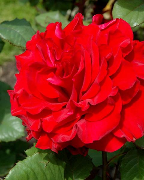 Rose In The Mood